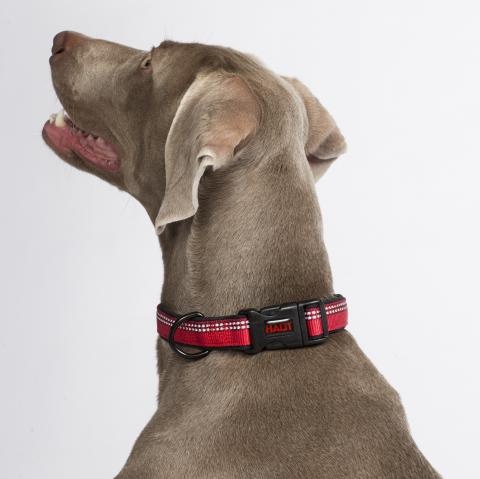 Ошейник для собак HALTI Collar, красный, 45-66см от магазина dog22.ru 