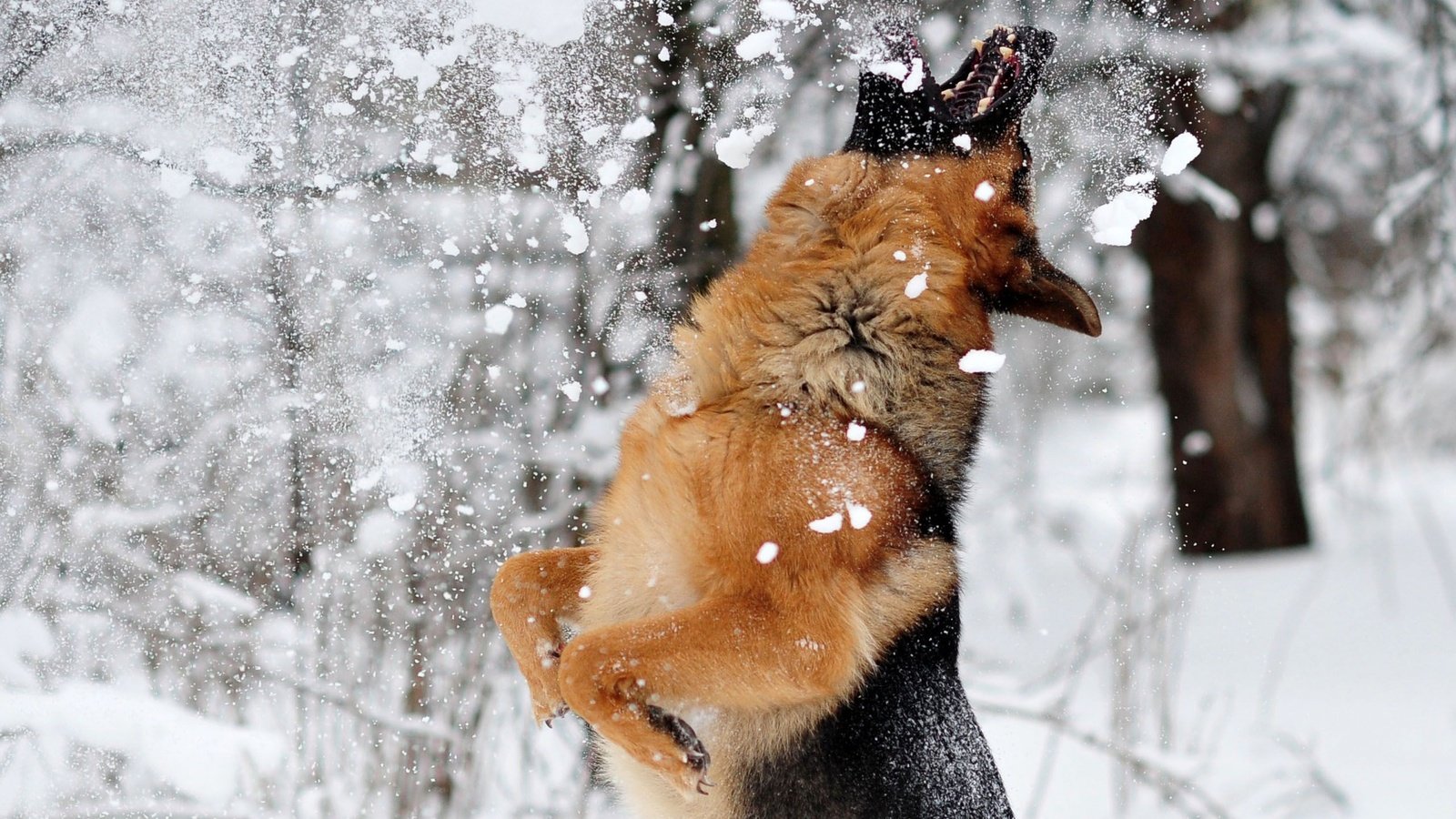Игры с собакой на улице зимой